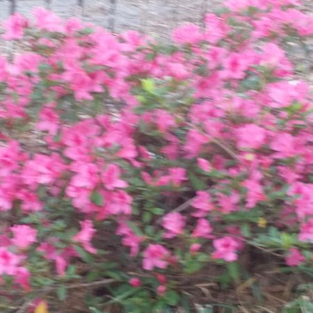 Spahn House Bed And Breakfast Senatobia 外观 照片