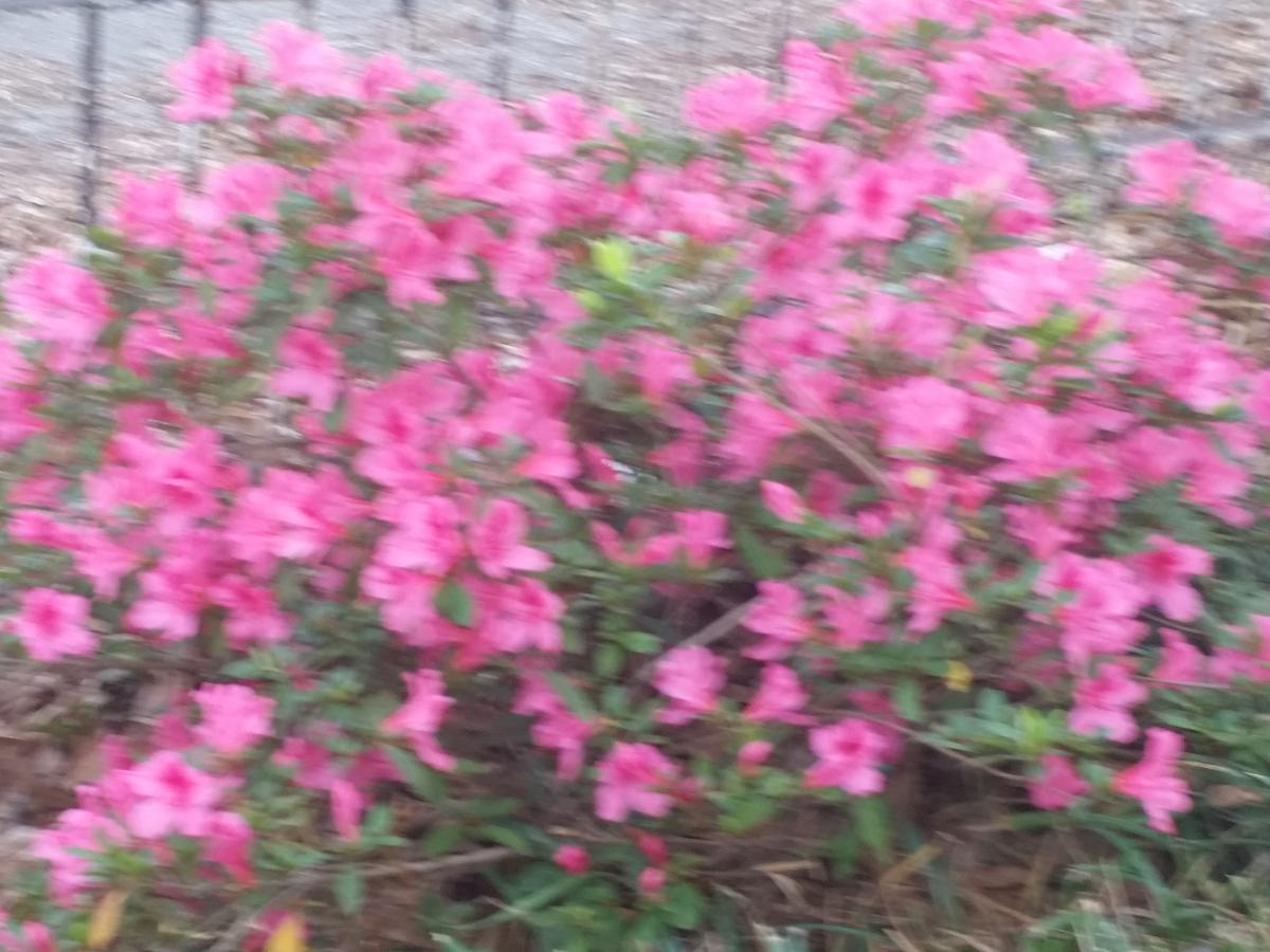Spahn House Bed And Breakfast Senatobia 外观 照片