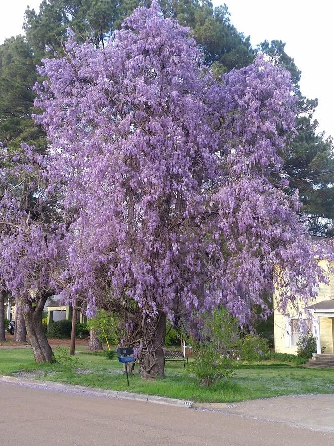Spahn House Bed And Breakfast Senatobia 外观 照片